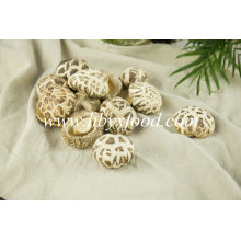 Dried Vegetable White Flower Mushroom Best Agricultural Products